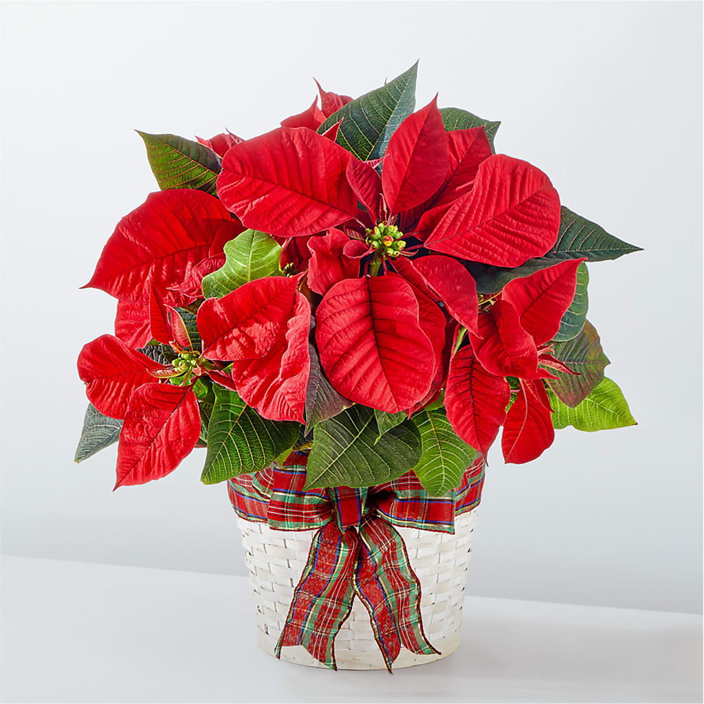 Happiest Holidays Poinsettia – A Bloom Depot, Pomona CA