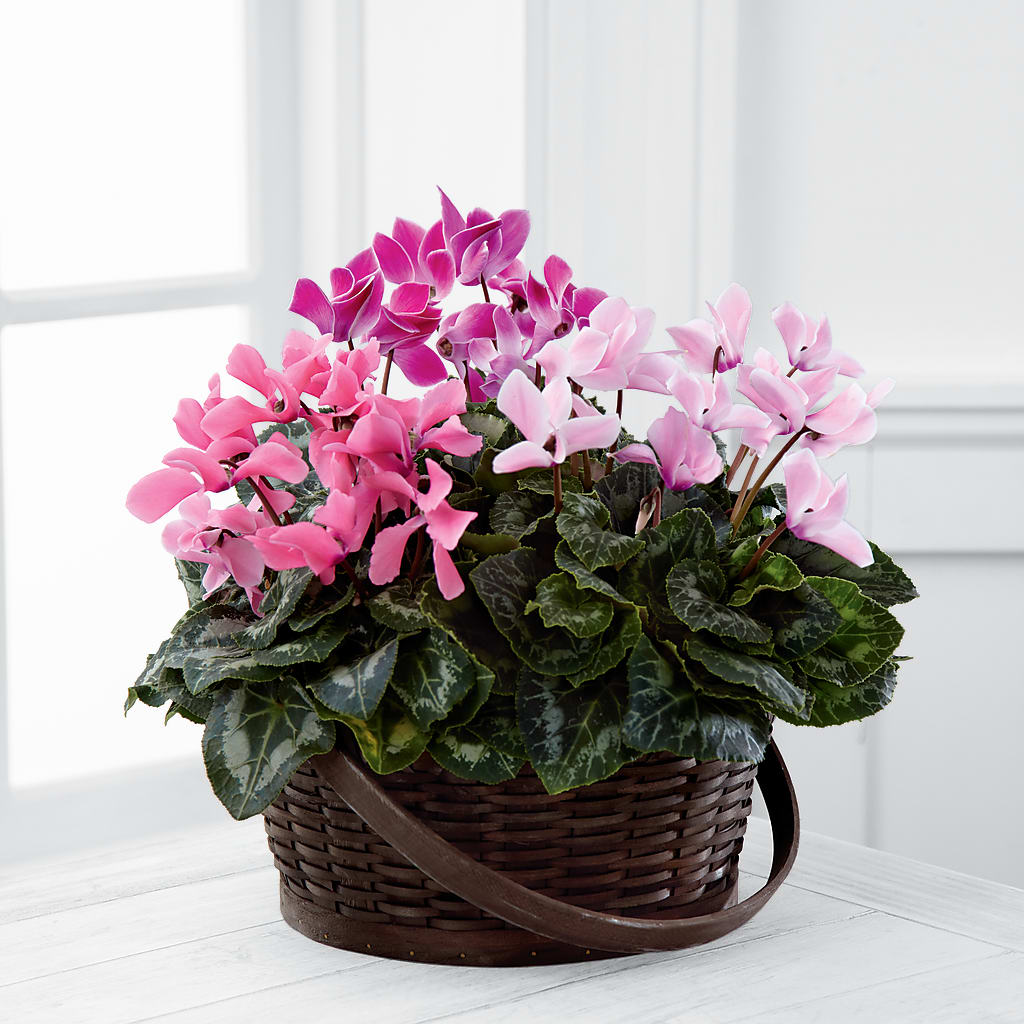 Mixed Cyclamen Planter – A Bloom Depot, Pomona CA