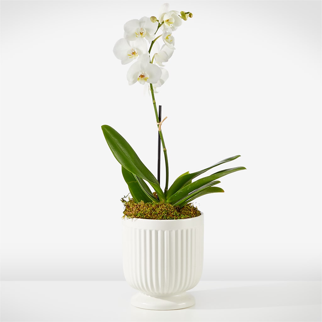 Whispering White Orchid – A Bloom Depot, Pomona CA