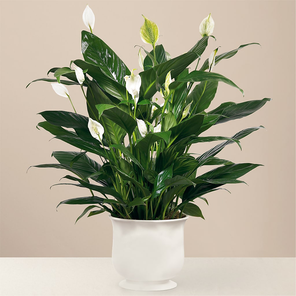 Comfort Planter – A Bloom Depot, Pomona CA