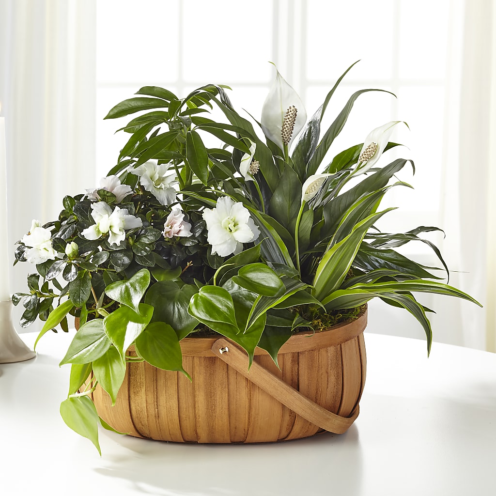 Serene Dishgarden – A Bloom Depot, Pomona CA