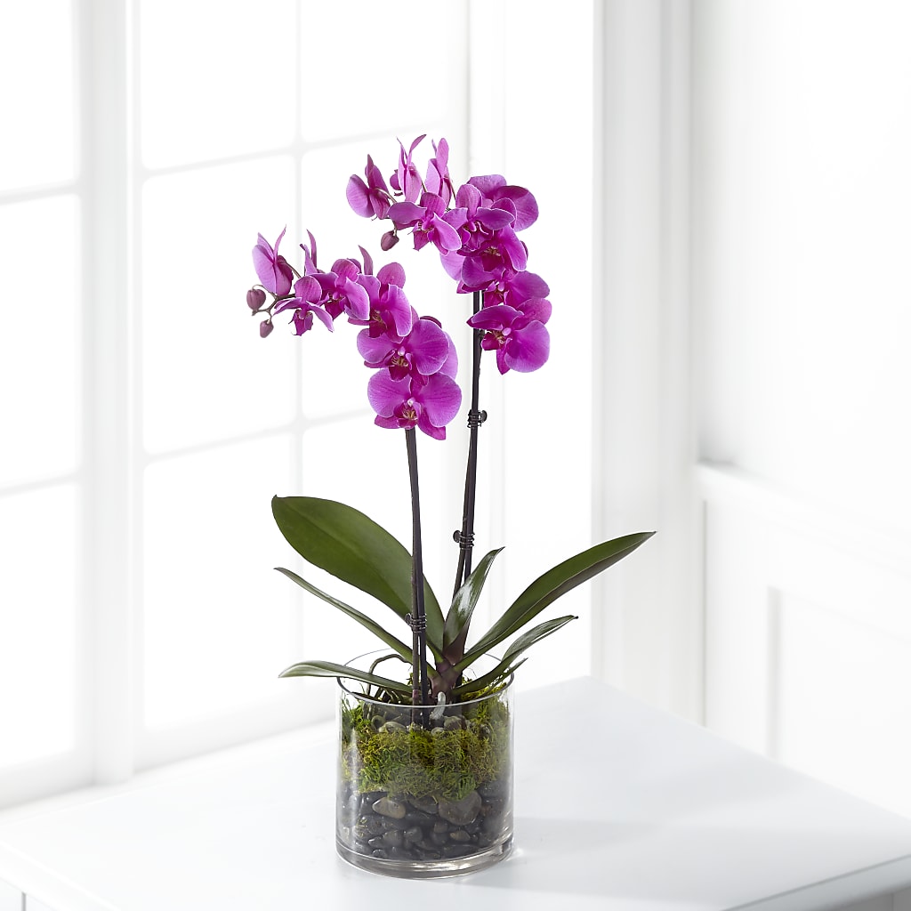 Pink Orchid Plant – A Bloom Depot, Pomona CA