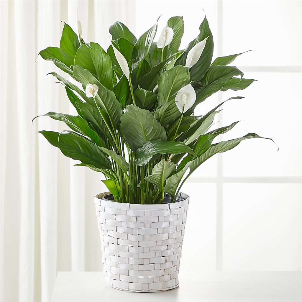 A New Leaf Peace Lily – A Bloom Depot, Pomona CA