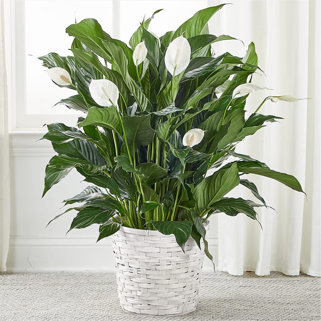 A New Leaf Peace Lily – A Bloom Depot, Pomona CA