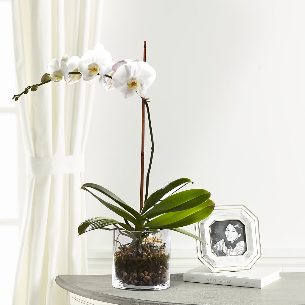 White Orchid Planter – A Bloom Depot, Pomona CA