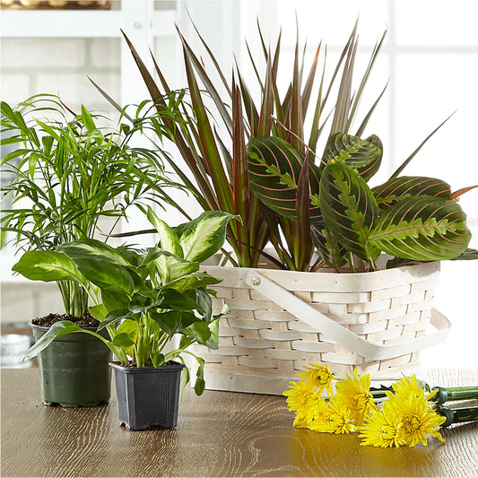 Florist Designed Blooming and Green Plants in a Basket –  A Bloom Depot, Pomona CA
