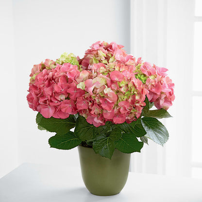 Pink Hydrangea Planter –  A Bloom Depot, Pomona CA