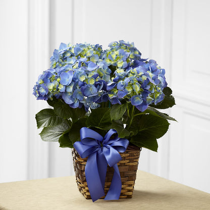Blue Hydrangea Planter –  A Bloom Depot, Pomona CA