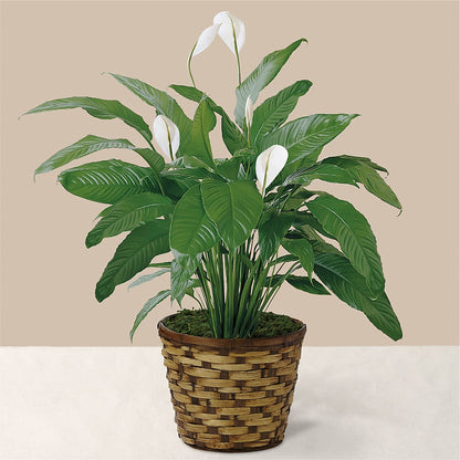 Tranquil Moments Peace Lily Plant –  A Bloom Depot, Pomona CA