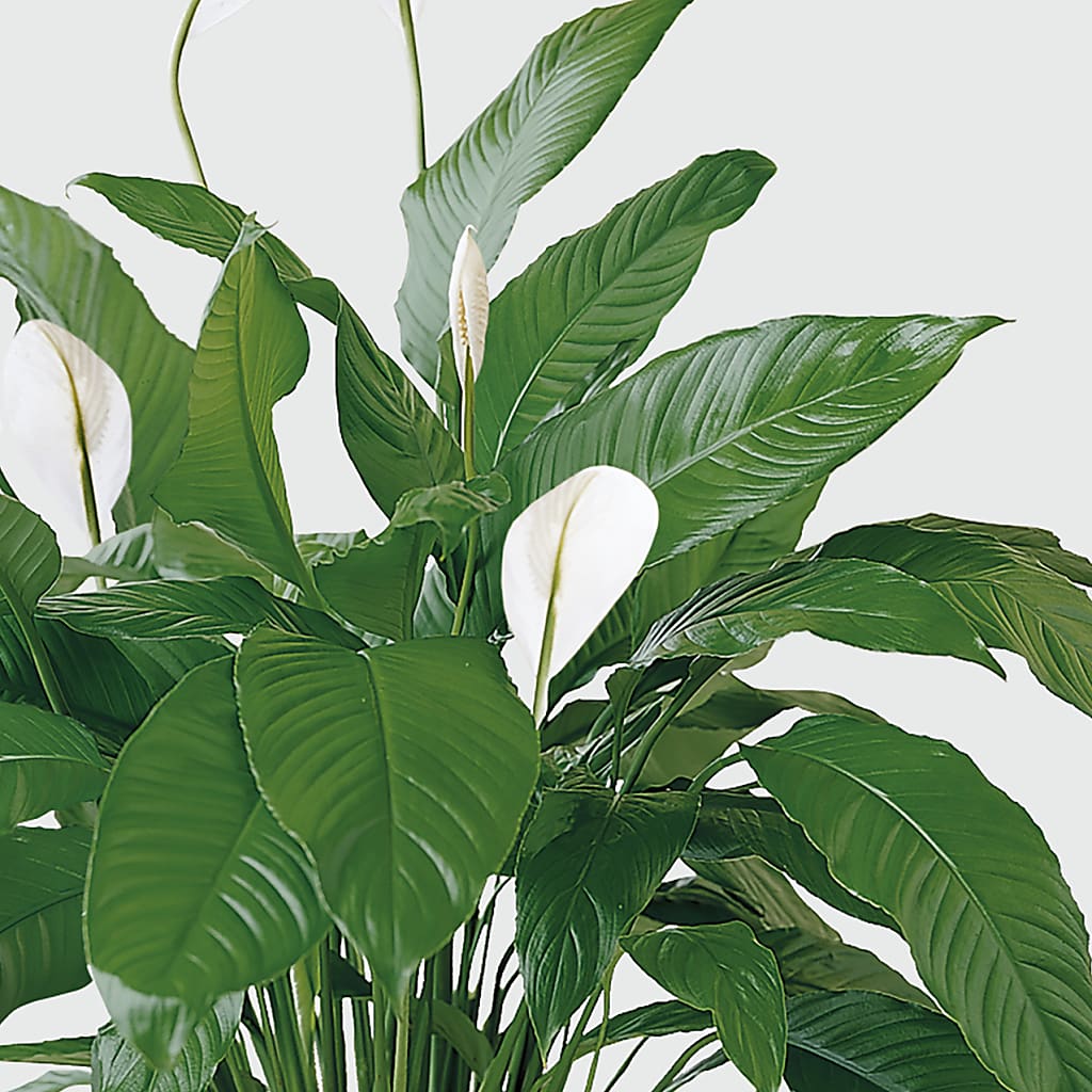 Tranquil Moments Peace Lily Plant –  A Bloom Depot, Pomona CA