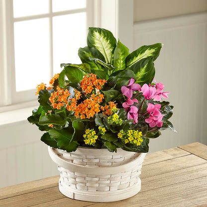 Color Crush Dishgarden –  A Bloom Depot, Pomona CA