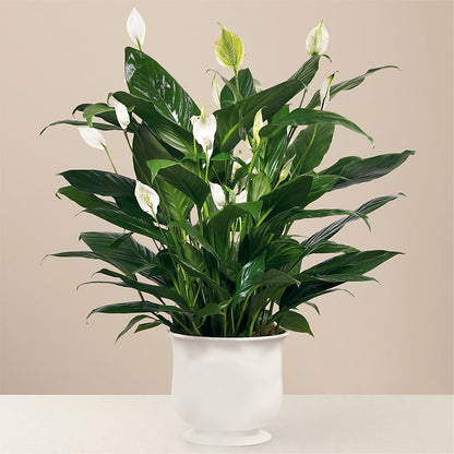 Comfort Planter –  A Bloom Depot, Pomona CA