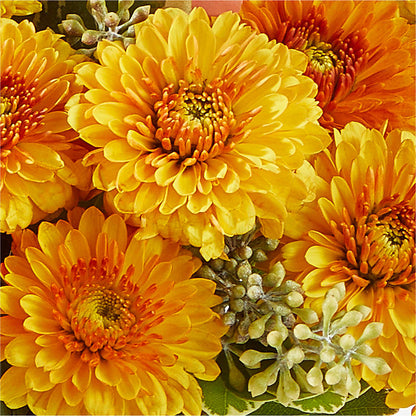 Peachy Pumpkin –  A Bloom Depot, Pomona CA