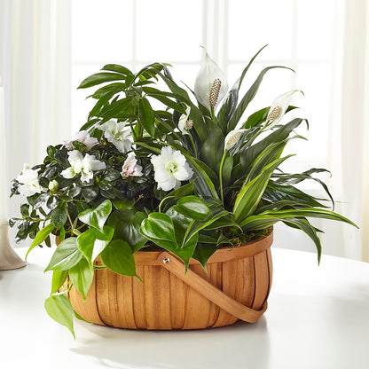 Serene Dishgarden –  A Bloom Depot, Pomona CA