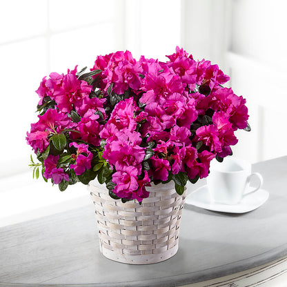 Hope & Serenity Azalea Plant –  A Bloom Depot, Pomona CA