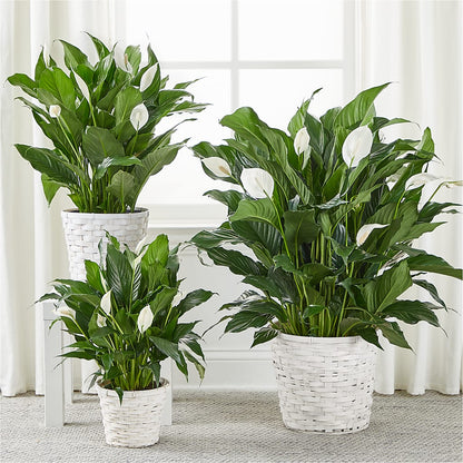 A New Leaf Peace Lily –  A Bloom Depot, Pomona CA