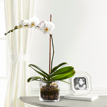 White Orchid Planter –  A Bloom Depot, Pomona CA